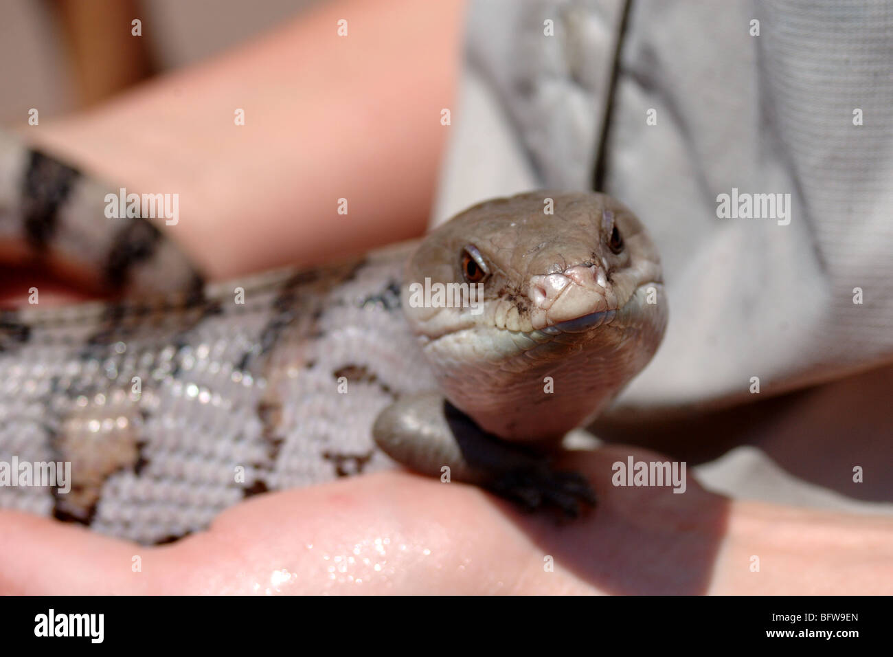 Lézard Langue Bleue Banque D'Images