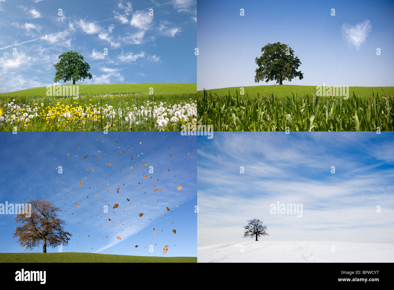 Oak tree on hill en quatre saisons Banque D'Images