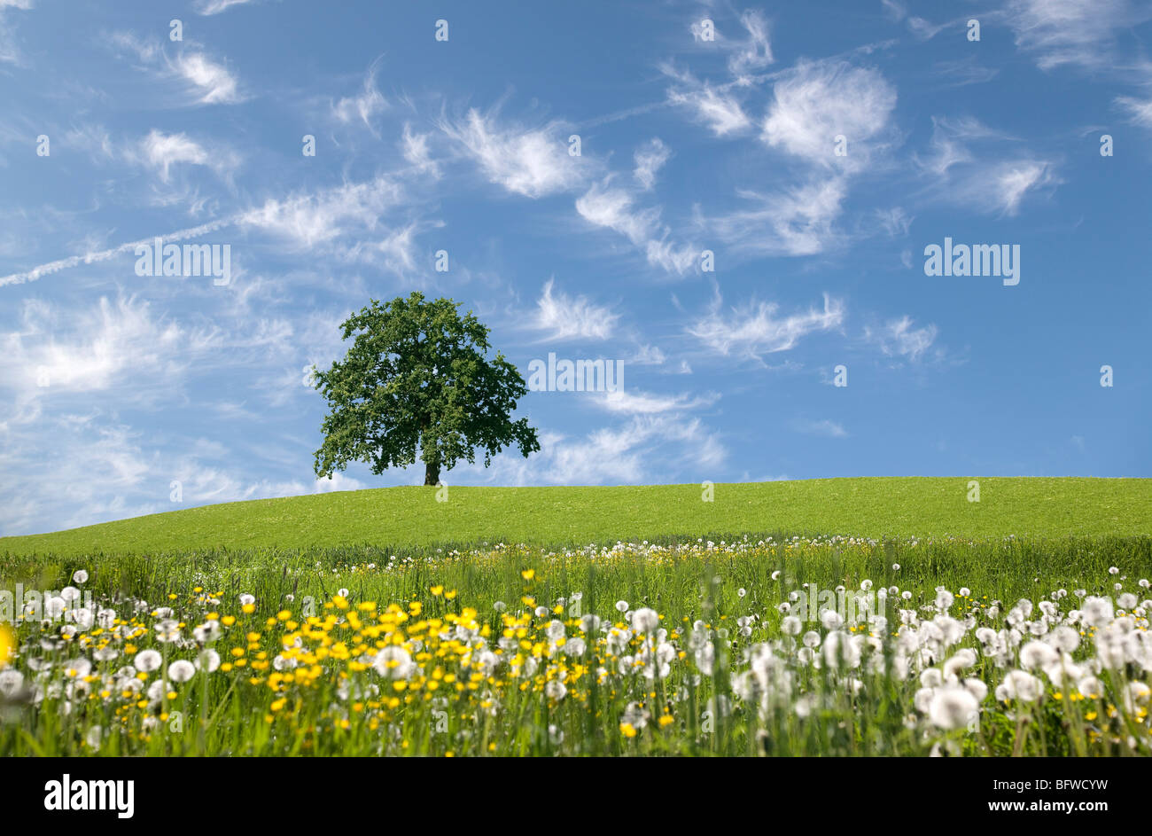 Oak tree on hill au printemps Banque D'Images