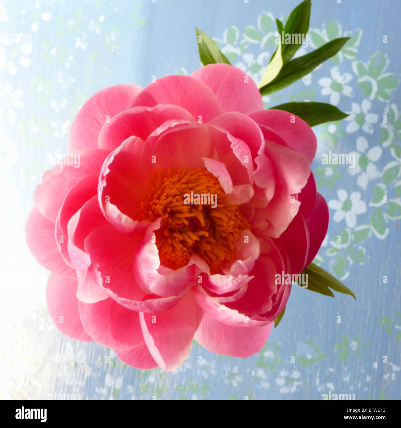 Fleur de pivoine ouvert Banque D'Images