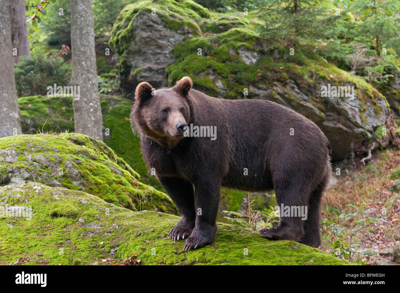 Braunbär (Ursus arctos) - L'ours brun Européen Banque D'Images