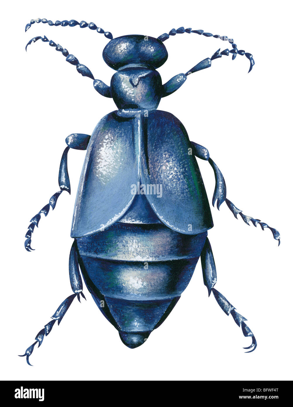 Oil beetle Banque D'Images