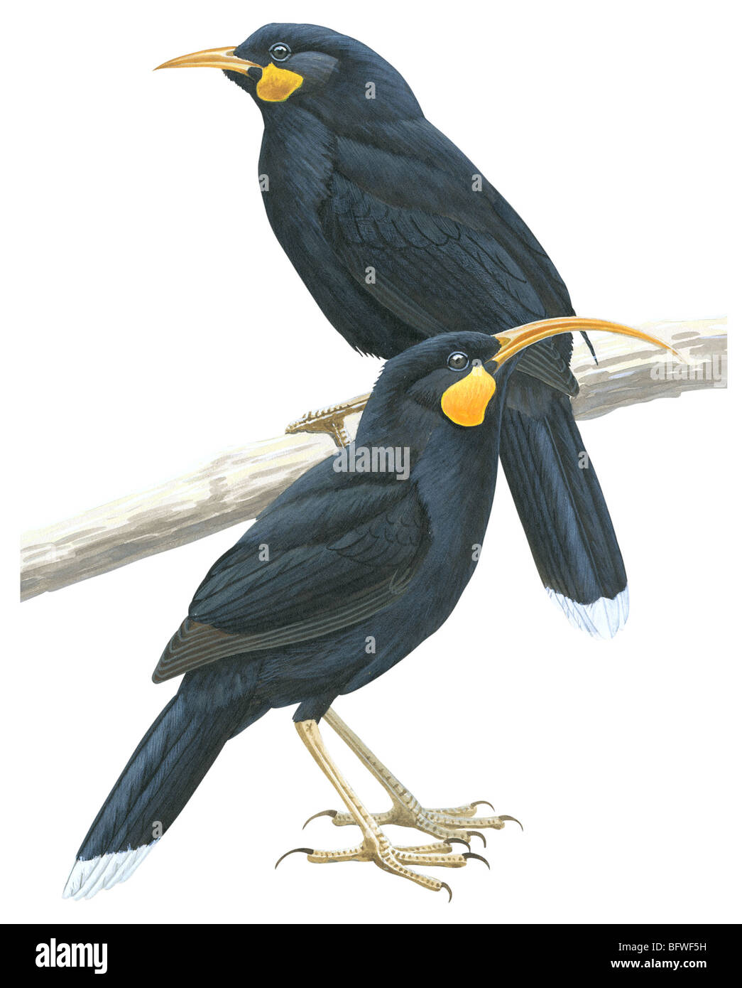 Huia Banque D'Images