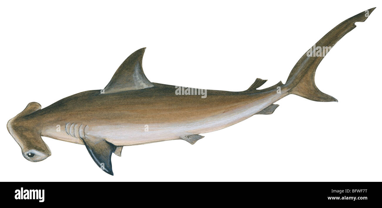 Requin-marteau Banque D'Images