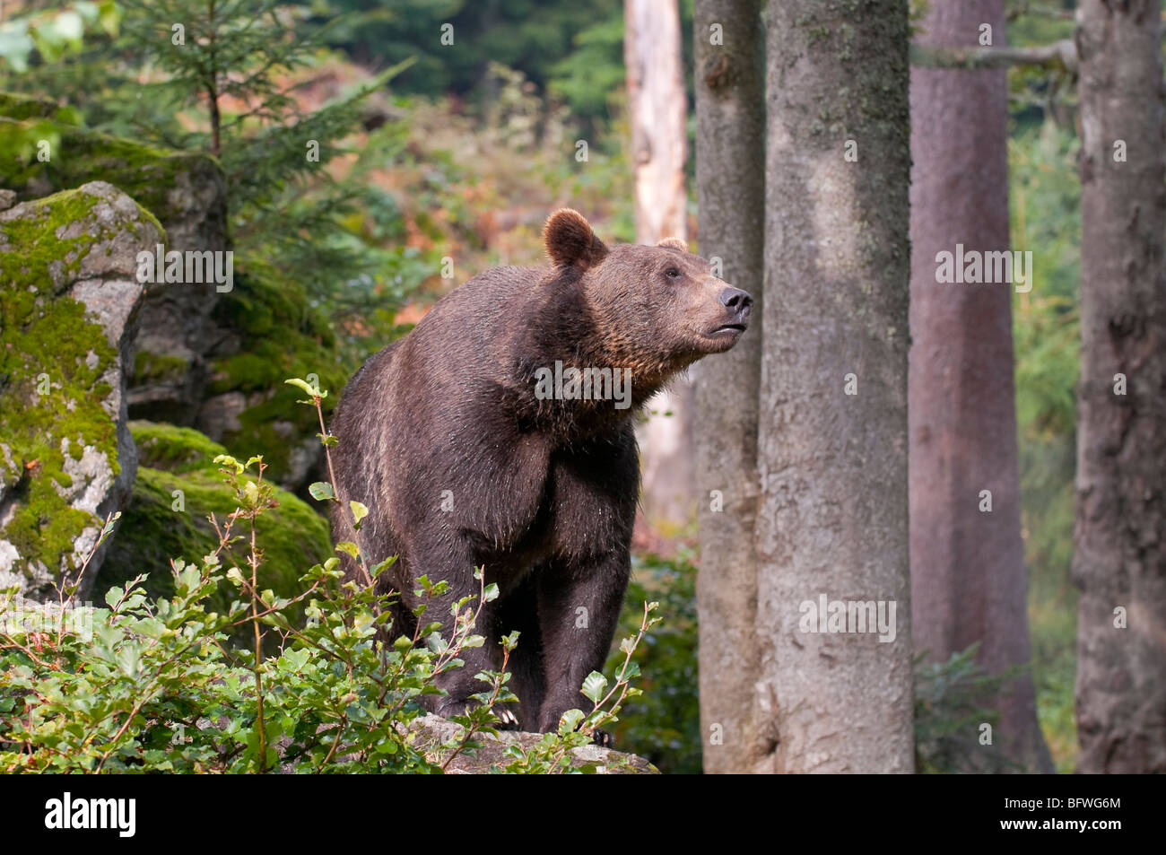 Braunbär (Ursus arctos) - L'ours brun Européen Banque D'Images