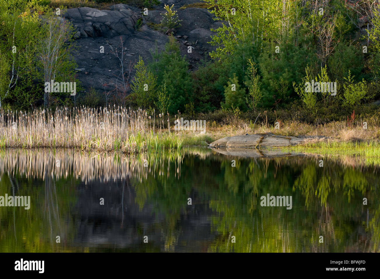 Des affleurements rocheux et au début du printemps, la couleur de son feuillage reflètent dans l'étang de castor, le Grand Sudbury, Ontario, Canada Banque D'Images