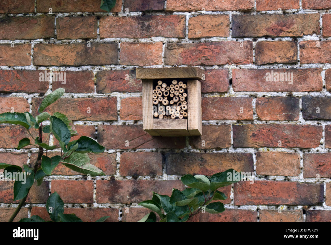 Abeille solitaire fixe de nichoirs de garden wall. Banque D'Images