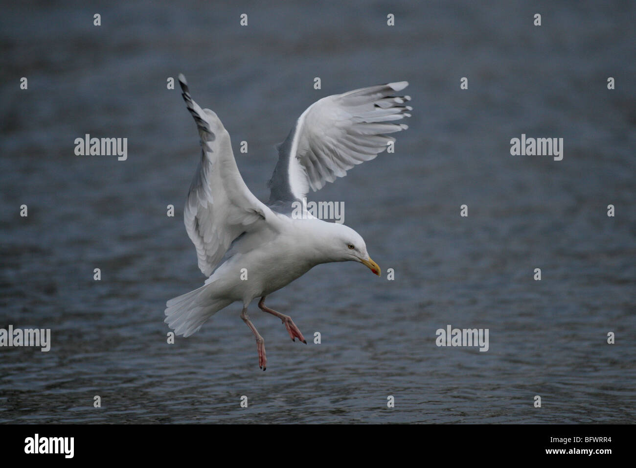 Seagull flying over water Banque D'Images