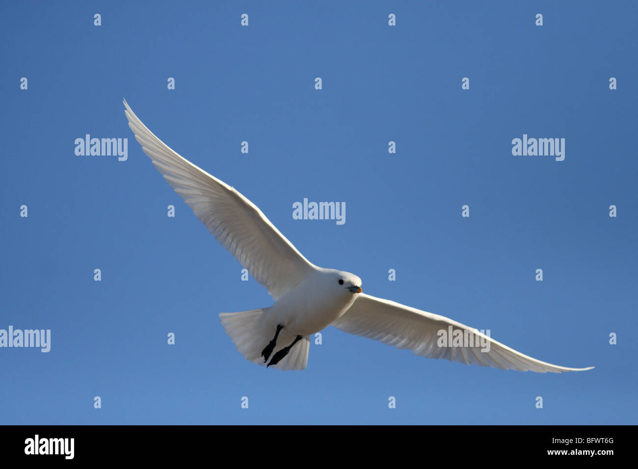 Mouette voler contre la toundra et la neige en France Banque D'Images