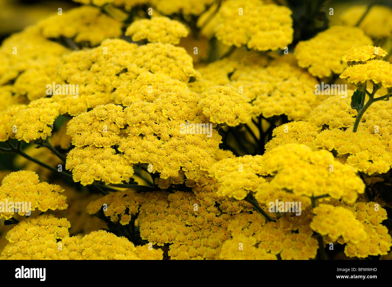 Achillea filipendulina achillée jaune moonshine fleur fleurs vivaces herbacées à fleurs d'été Banque D'Images