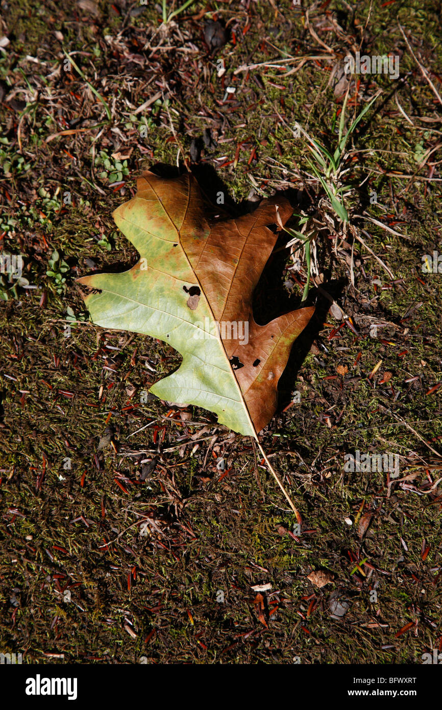 Feuille d'chêne blanc Quercus stellata tombée en automne vue de dessus en gros plan vertical aux États-Unis US haute résolution haute résolution Banque D'Images