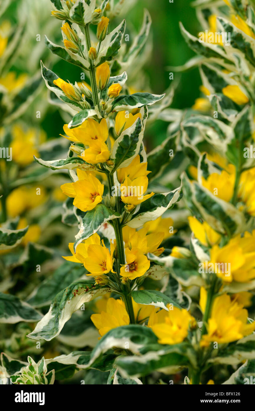 Lysimachia punctata 'Alexander' ou panaché jaune tacheté Salicaire Fleurs Cercle Myrsinaceae (Primulaceae) Banque D'Images