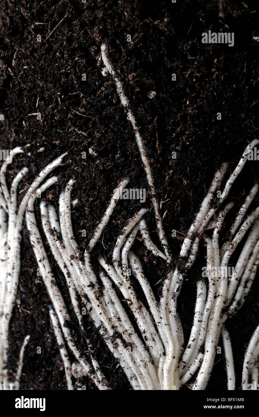 De plus en plus les racines poussent sous terre en coupe transversale les pousses en croissance croissance de la terre sous la surface JONQUILLE Narcissus Banque D'Images