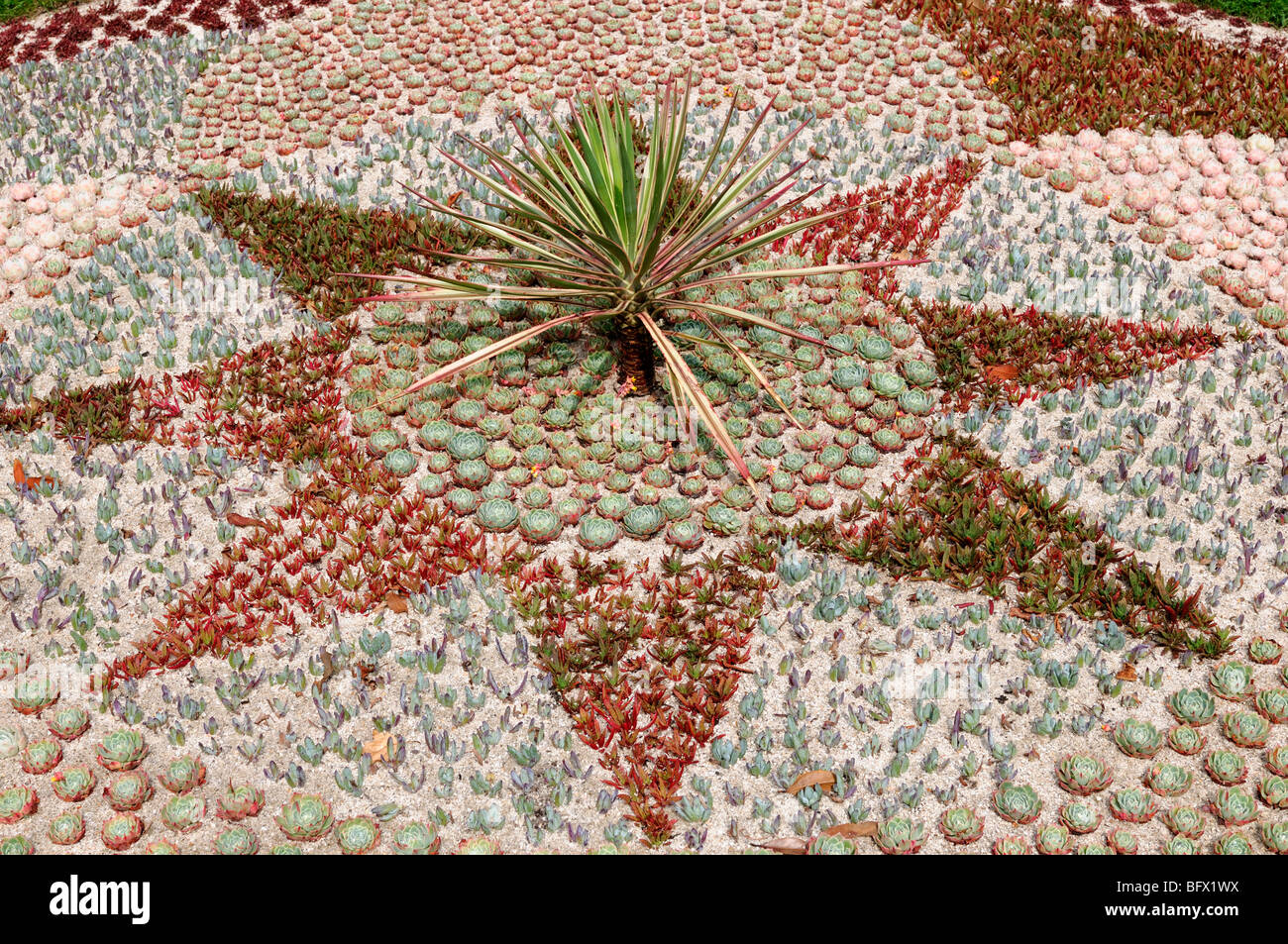 Affichage de succulentes plantes tolérant la sécheresse dans une conception géométrique de l'architecture horticole du jardin xéropaysagisme Banque D'Images