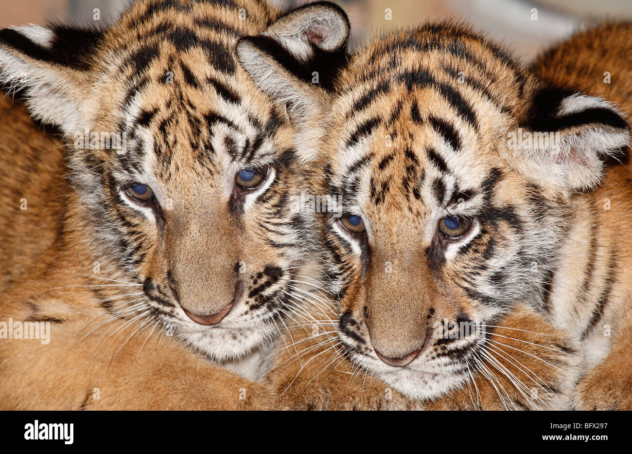 Le Tigre de deux oursons. Cette espèce est en danger et fait partie d'un programme d'élevage au Parc Safari Bali, Bali, Indonésie Banque D'Images