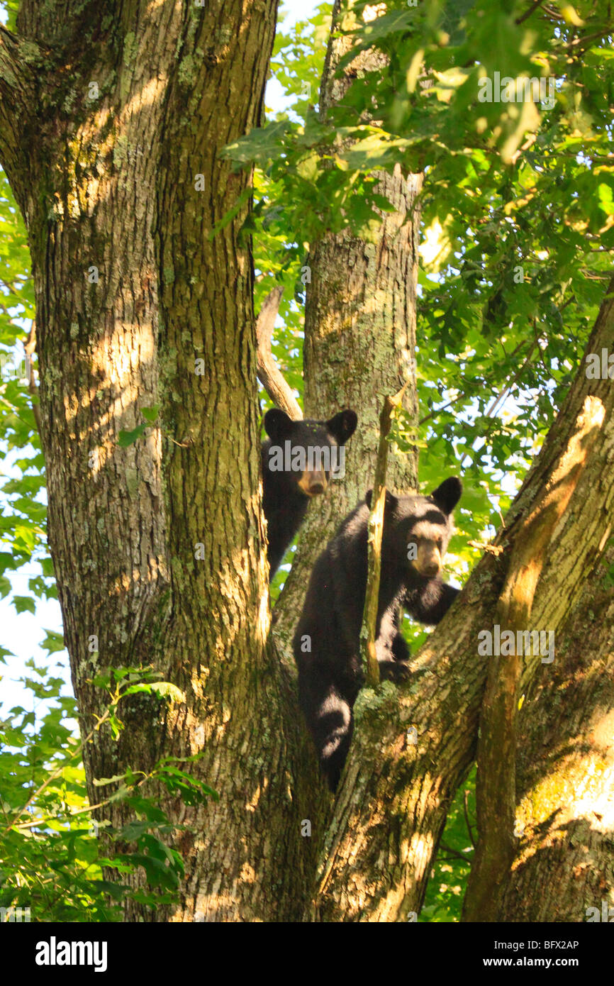 Deux oursons noirs dans la région de Oak tree sur Skyline Drive au nord de Big Meadows, Shenandoah National Park, Virginia Banque D'Images