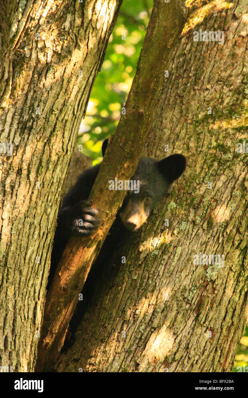 Black Bear cub en chêne sur Skyline Drive au nord de Big Meadows, Shenandoah National Park, Virginia Banque D'Images
