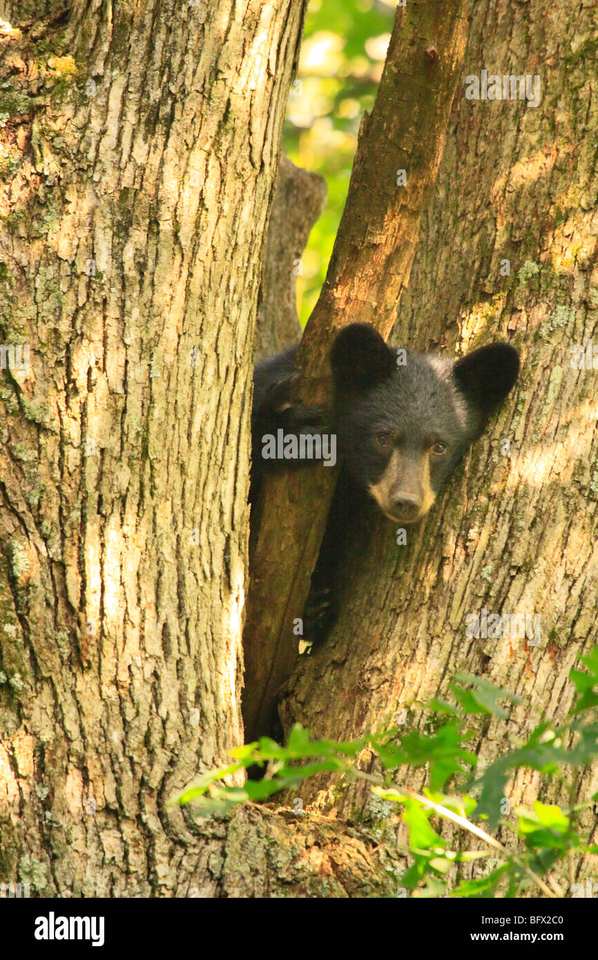 Black Bear cub en chêne sur Skyline Drive au nord de Big Meadows, Shenandoah National Park, Virginia Banque D'Images