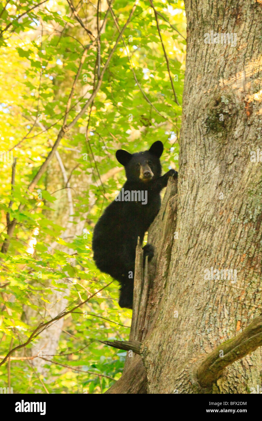 Ourson noir grimpe Arbre de chêne sur Skyline Drive au nord de Big Meadows, Shenandoah National Park, Virginia Banque D'Images