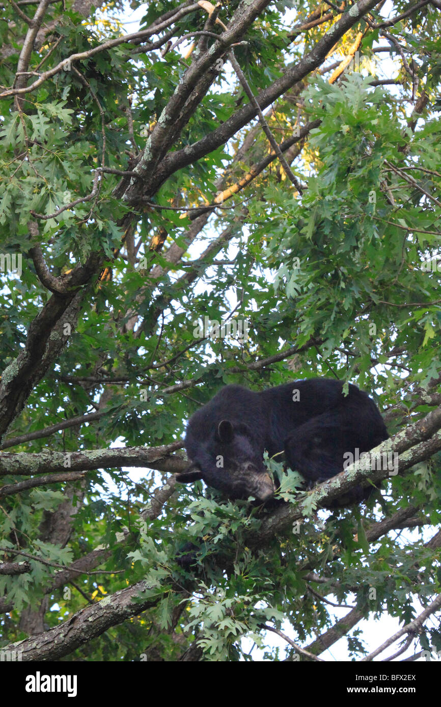 L'ours noir de manger des glands en chêne sur Skyline Drive au nord de Big Meadows, Shenandoah National Park, Virginia Banque D'Images