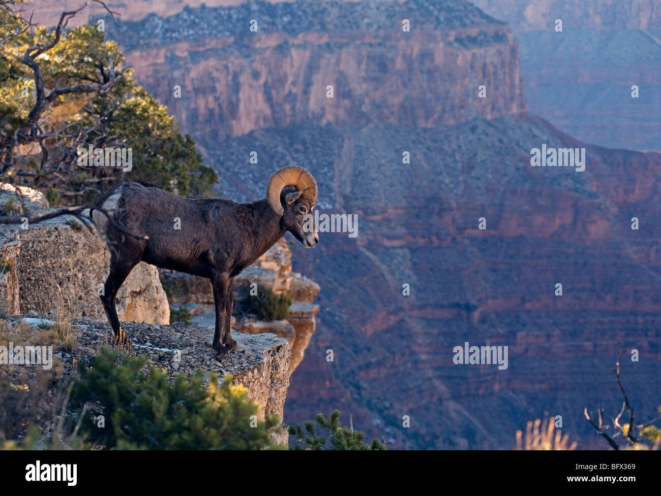 Grande Corne de bélier Grand Canyon Arizona Banque D'Images