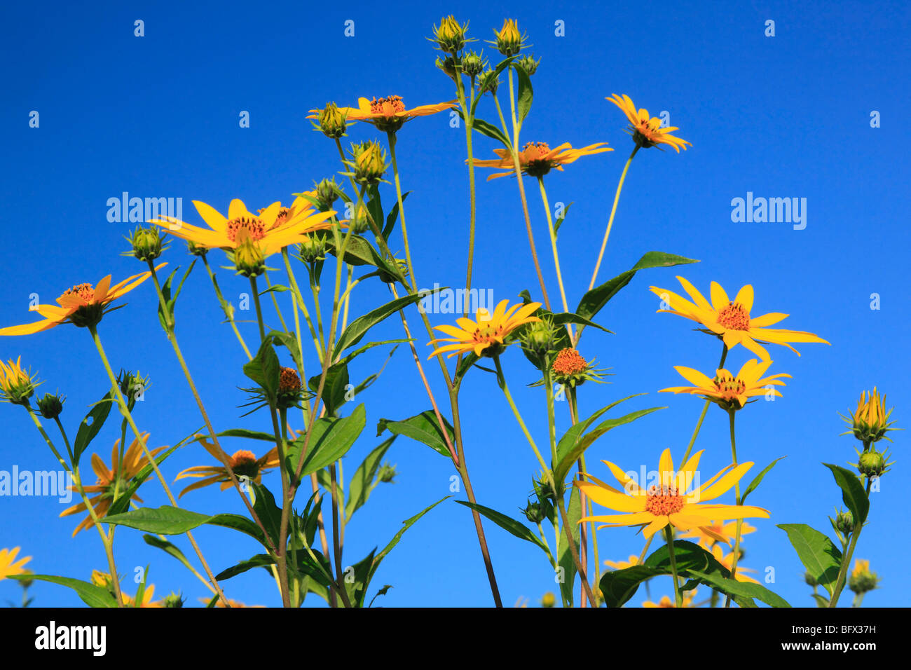 Fleurs jaunes sur ferme en Swoope, vallée de Shenandoah, en Virginie Banque D'Images