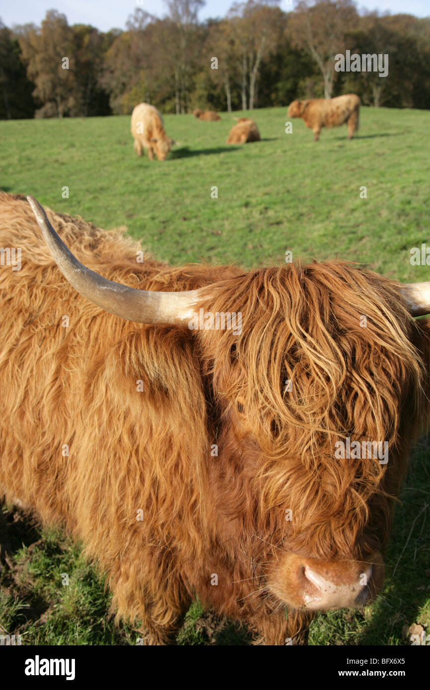 Close up vue pittoresque de pâturage des vaches des highlands en Ecosse. Banque D'Images
