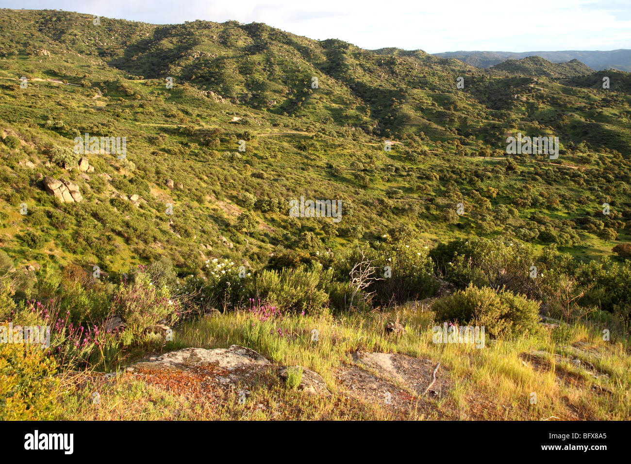 La Sierra Morena Espagne Banque D'Images