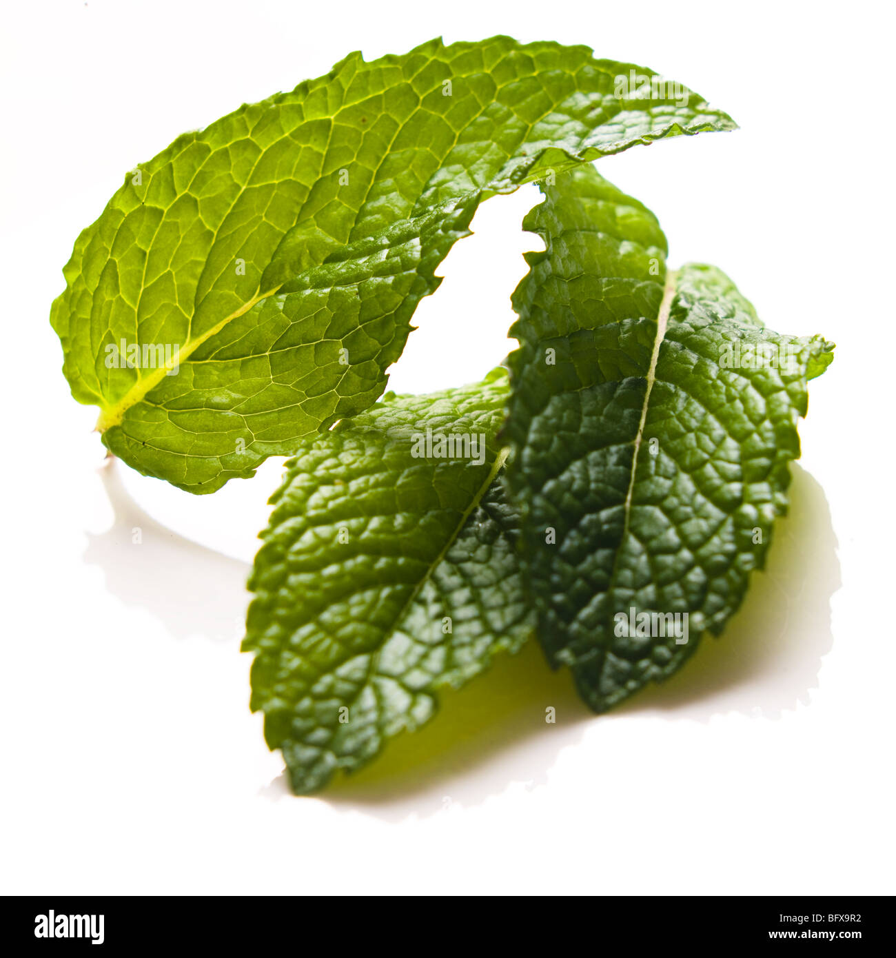 Couper les feuilles de menthe fraîche isolated on white Banque D'Images