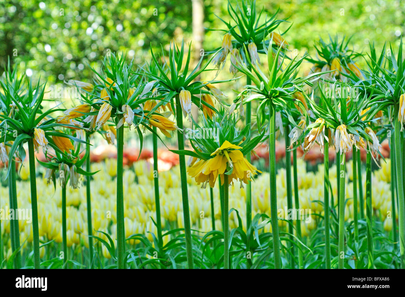 Couronne impériale jaune (Fritillaria imperialis) Lys Banque D'Images