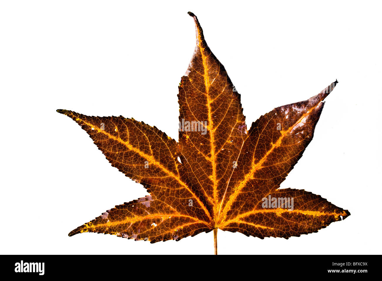 Automne feuilles d'érable om fond blanc en studio Banque D'Images