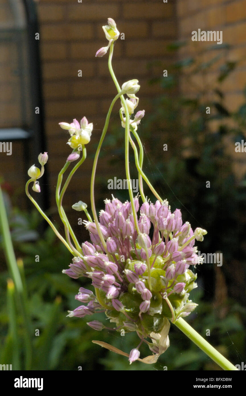 Poireau sauvage une saucisse végétarienne traditionnelle galloise, var babingtonii Banque D'Images