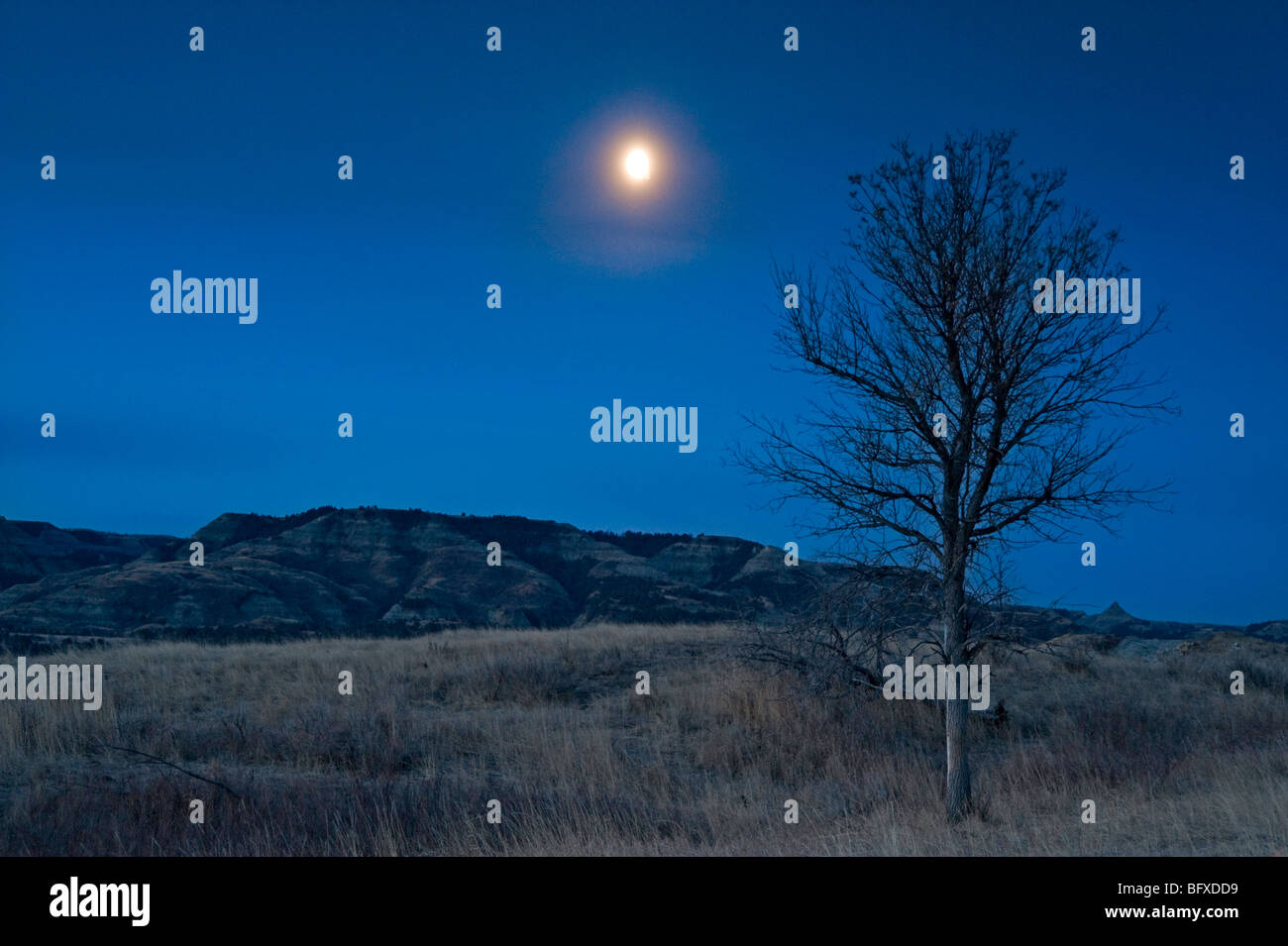 L'établissement moon over arbre solitaire dans les prairies et paysages Badlands, parc national Theodore Roosevelt, Unité Nord, Dakota du Nord, USA Banque D'Images