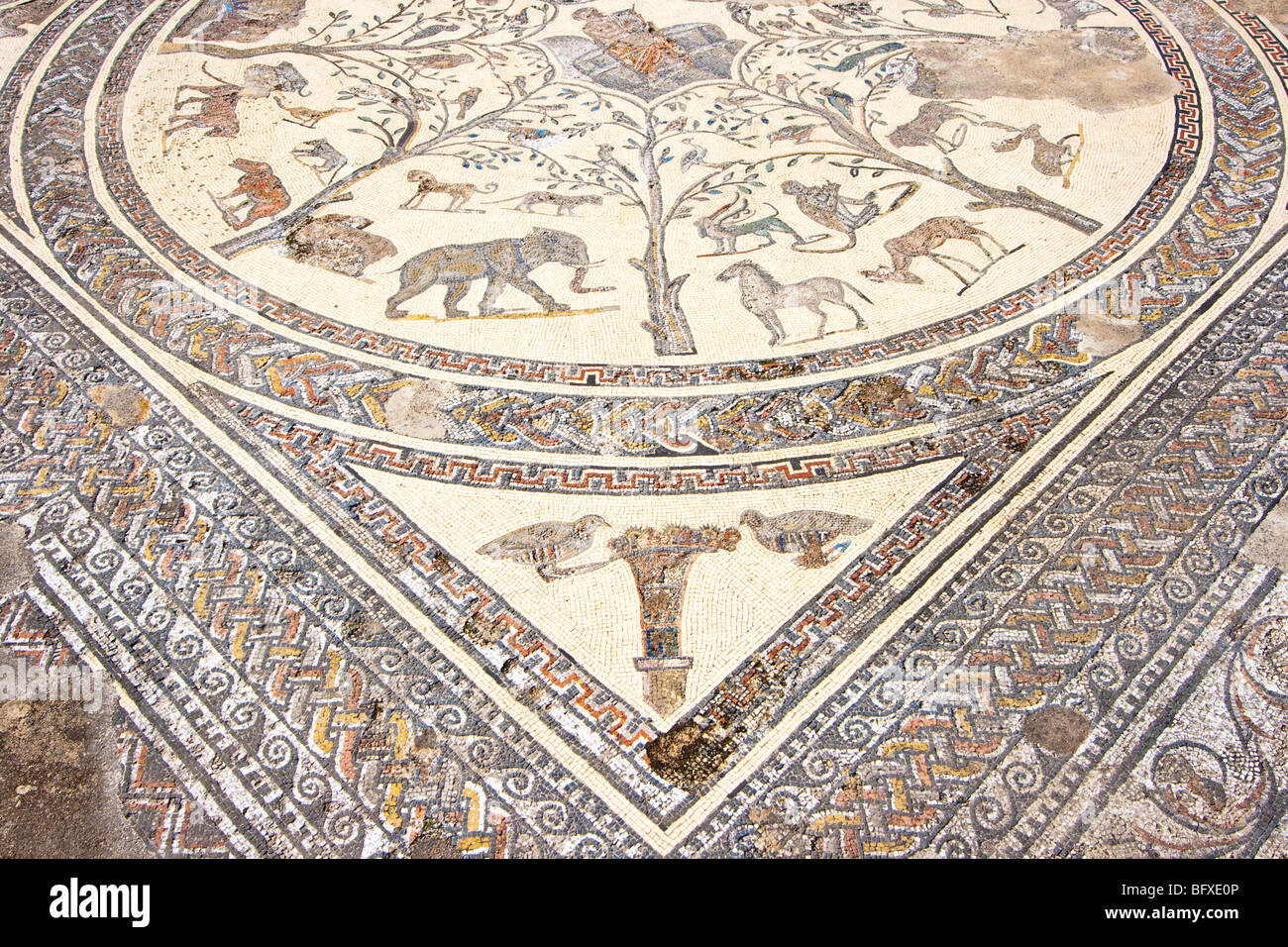 La mosaïque d'Orphée à la maison d'Orphée dans les ruines romaines de Volubilis Maroc Banque D'Images