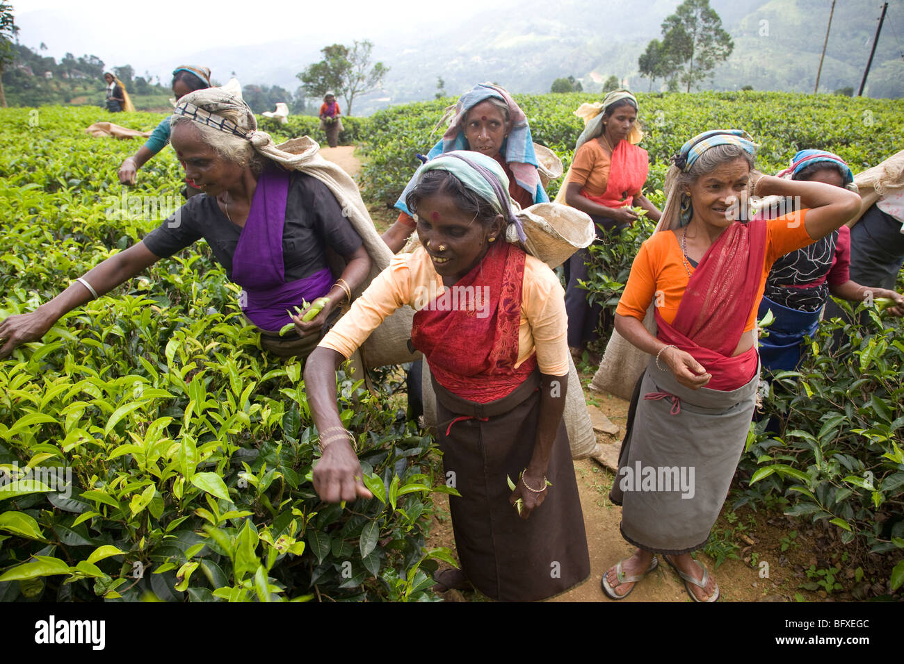 Sélection de cueilleurs de thé à une plantation de thé au Sri Lanka. Le champ bleu tea garden. Nuwara Eliya. Banque D'Images