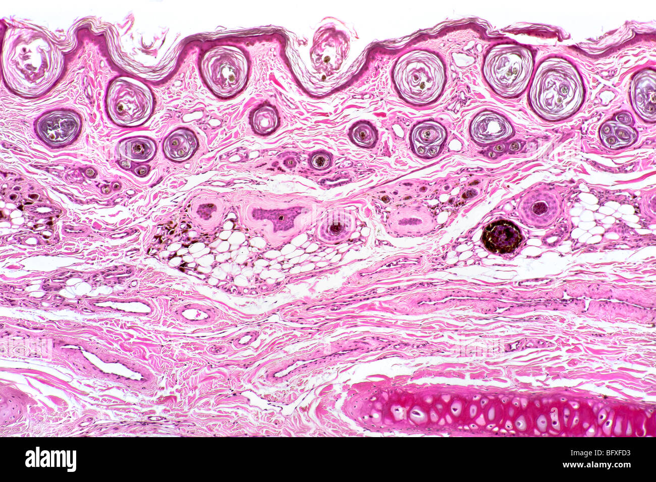 Follicule de cheveux de mammifères détail dans peau extérieure, fond clair photomicrographie Banque D'Images