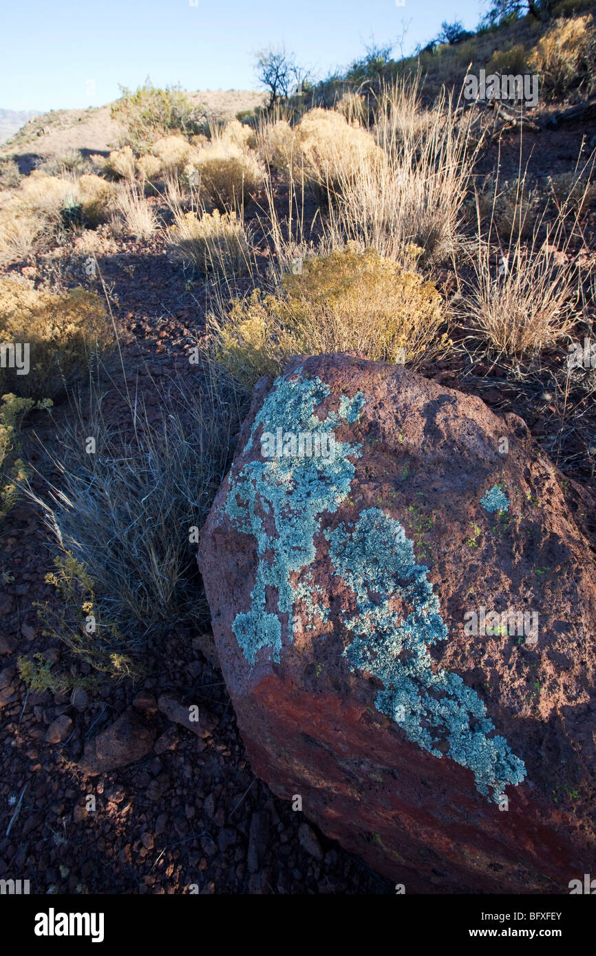 La croissance des lichens sur roche dans les montagnes Galiuro Banque D'Images