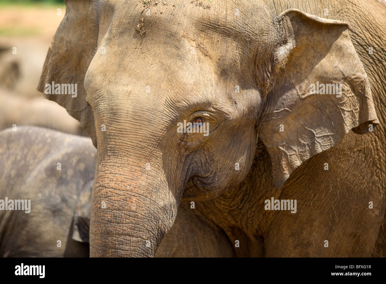 L'éléphant indien, le Sri Lanka. Banque D'Images