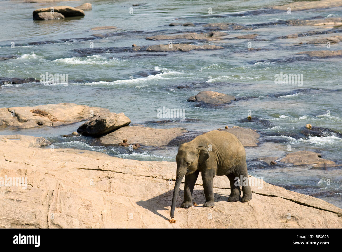 L'éléphant indien, le Sri Lanka. Banque D'Images