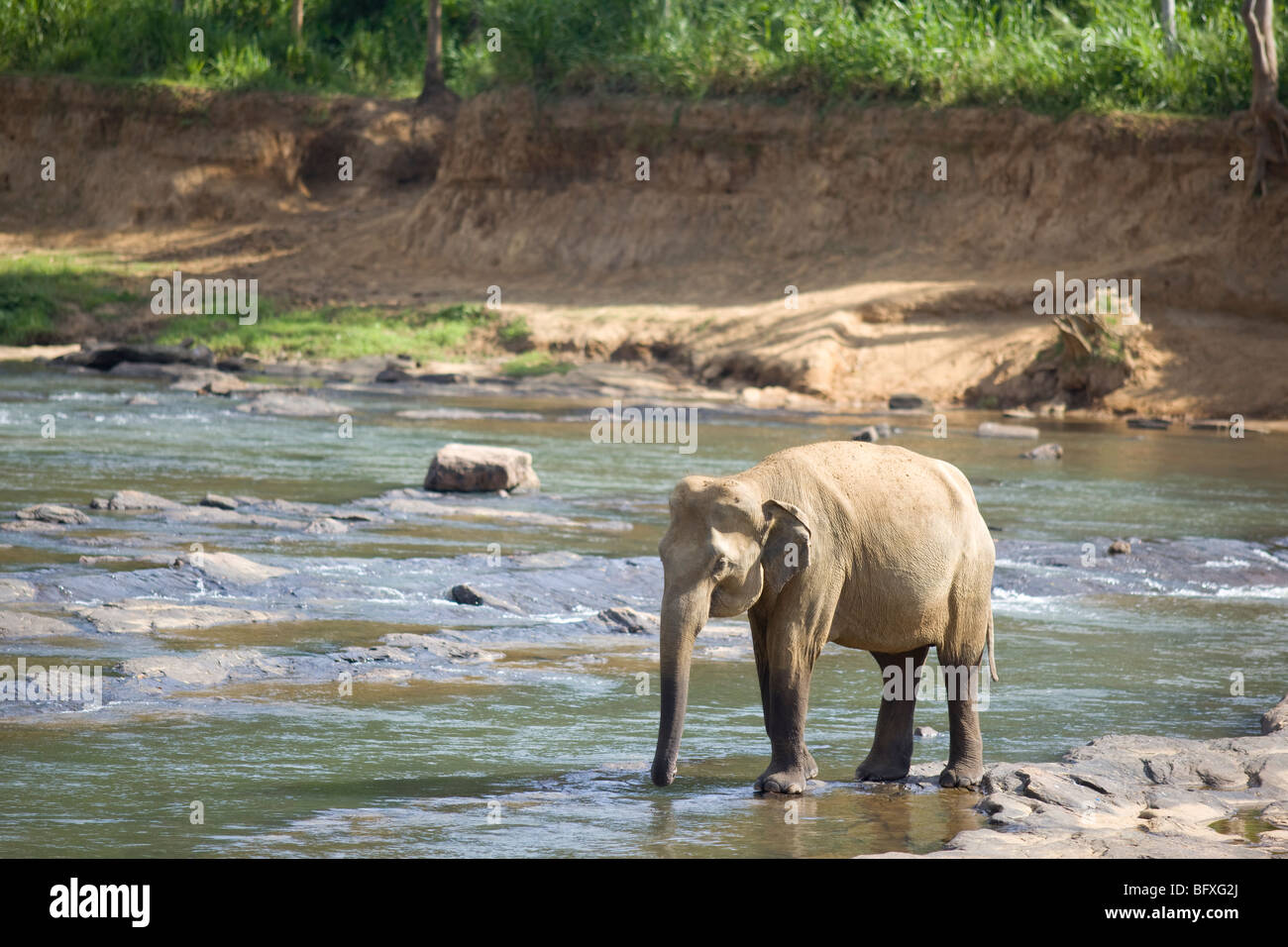 L'éléphant indien, le Sri Lanka. Banque D'Images