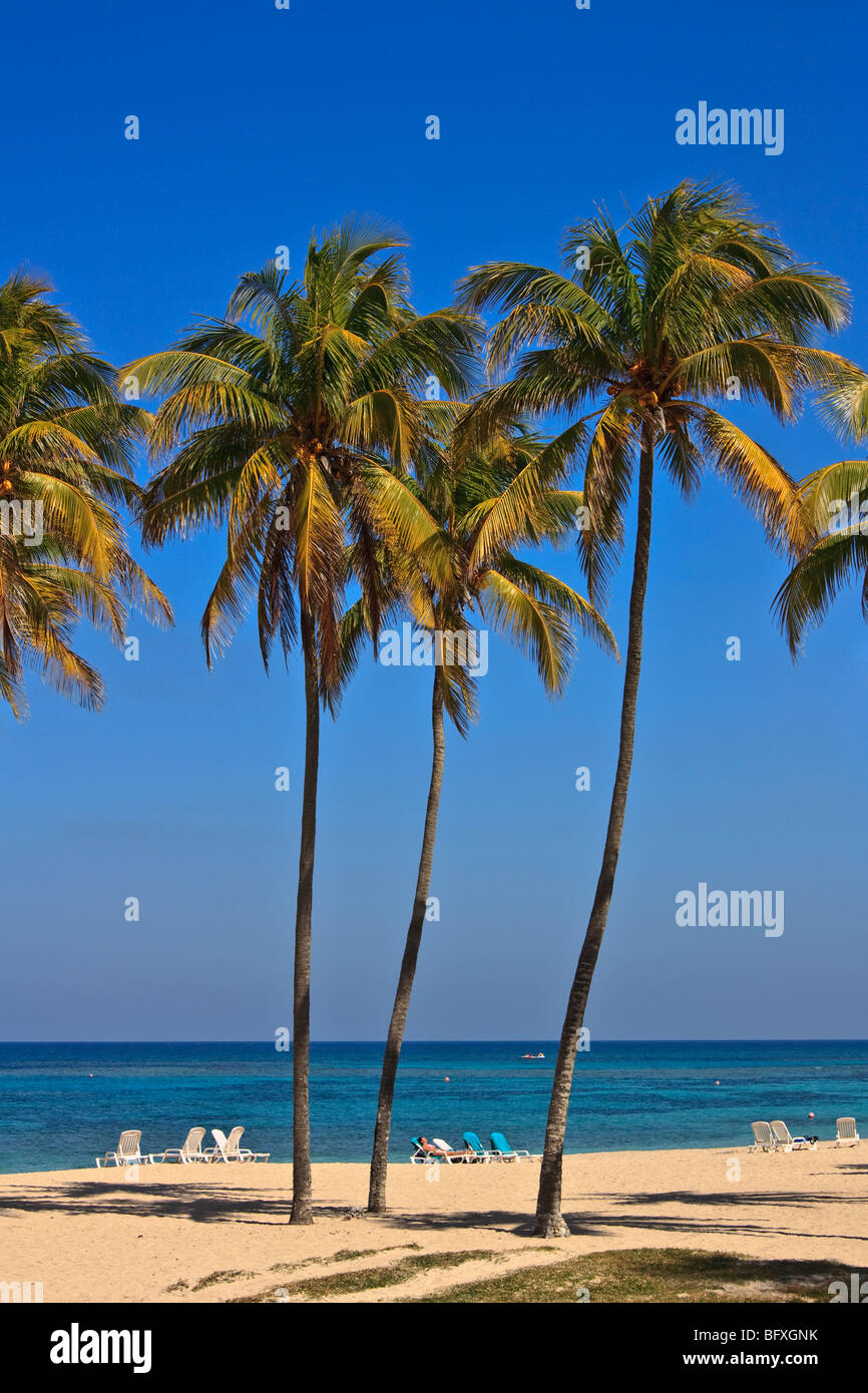 De hauts palmiers sur une plage Cubaine Banque D'Images