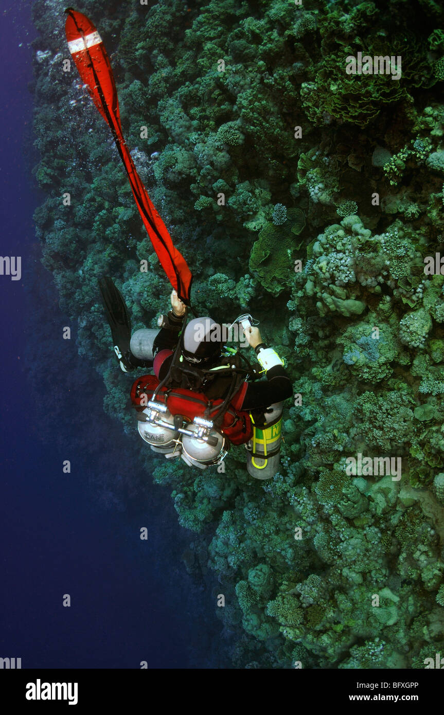 Plongeur Technique gonflement retardé bouée de surface avec plusieurs cylindres sur mur corallien Ras Abu Gallum, "Mer Rouge" Banque D'Images
