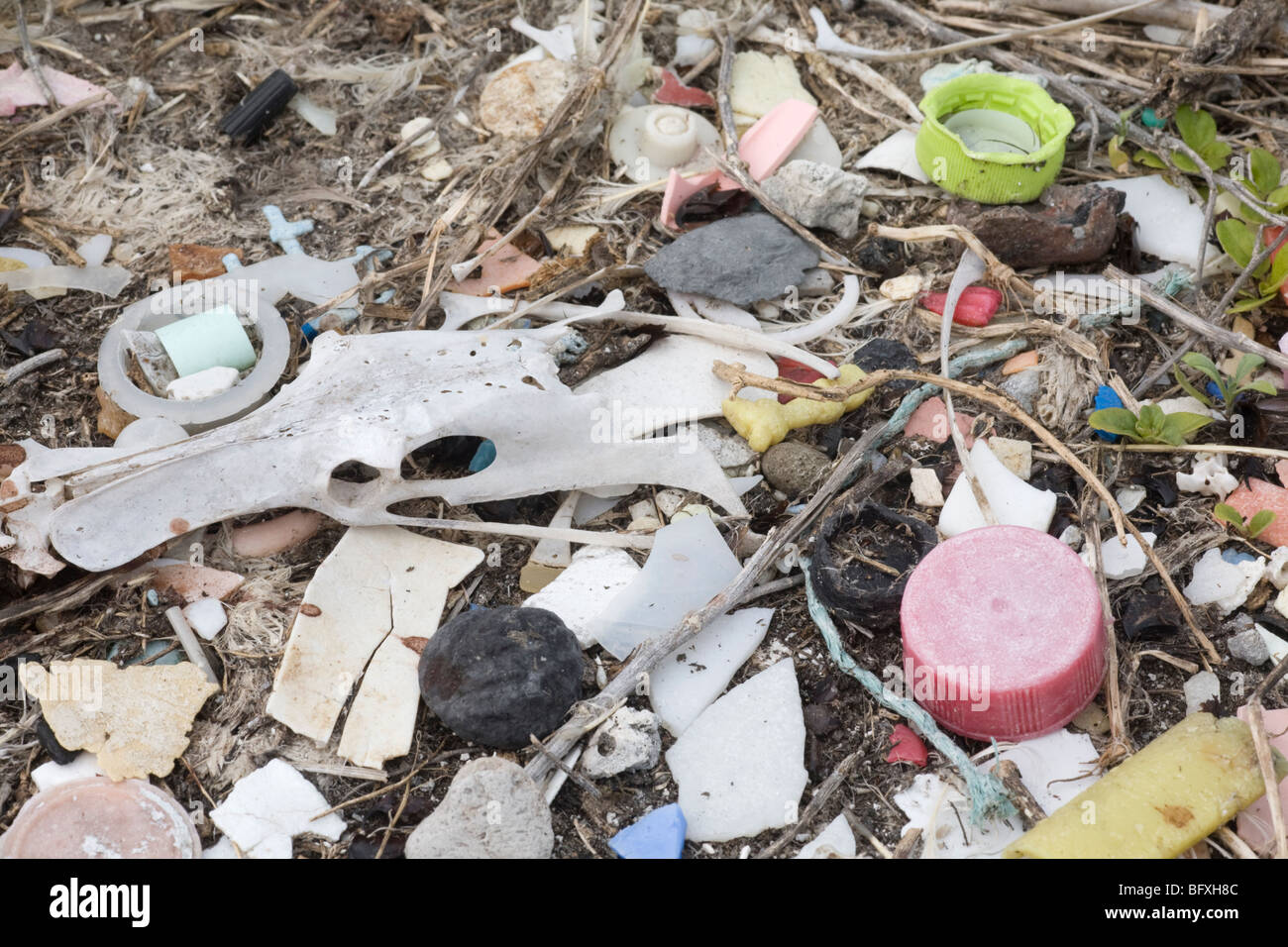 Restes de jeunes albatros et les débris marins en plastique qui ont rempli le système digestif de cet oiseau et probablement causé sa mort sur une île du Pacifique Banque D'Images