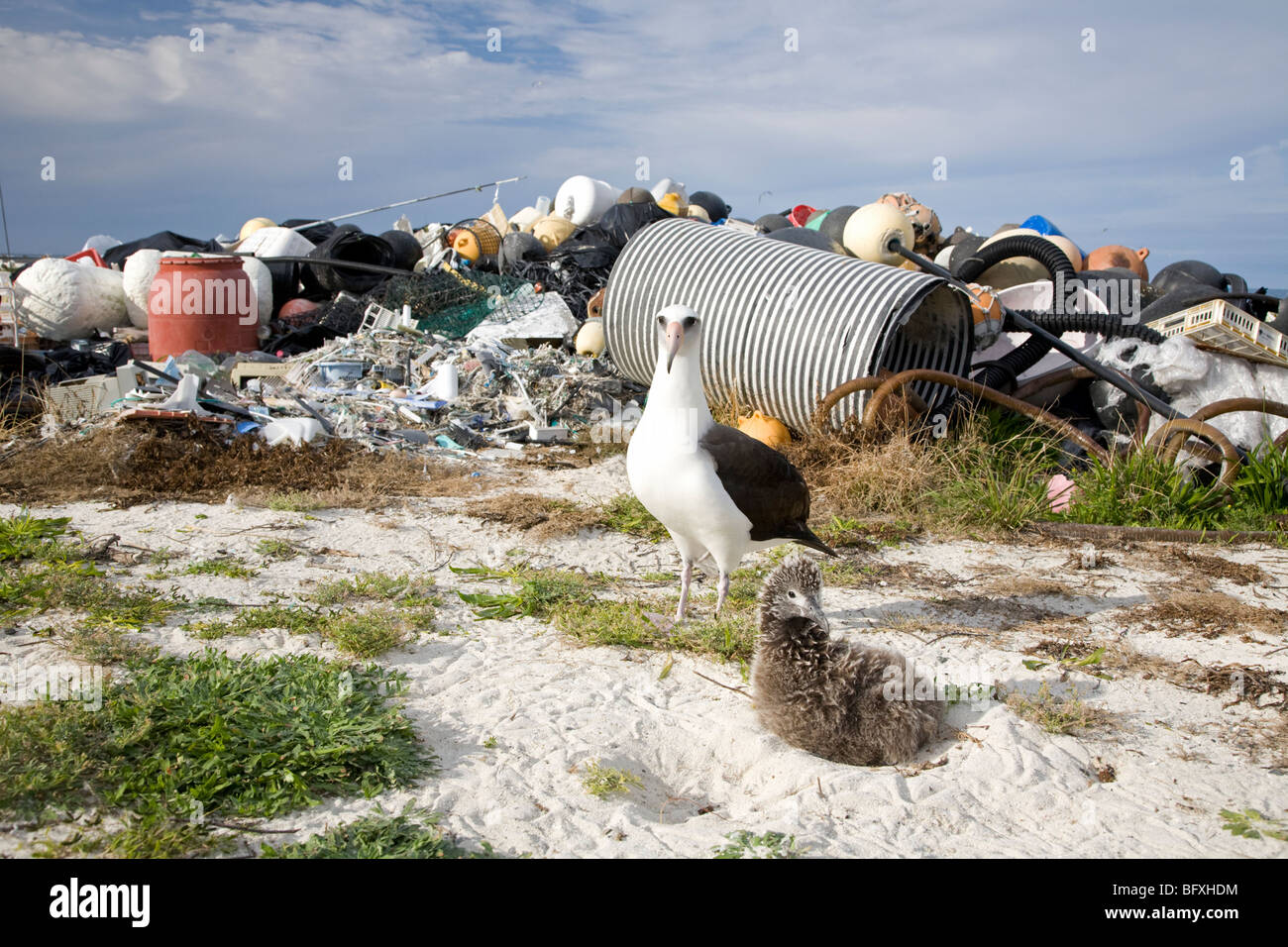 Albatros de Laysan adulte et poussin sur le nid nain par pile de débris marins recueillis sur la côte de l'atoll de Midway par des volontaires, dans l'océan Pacifique Nord Banque D'Images