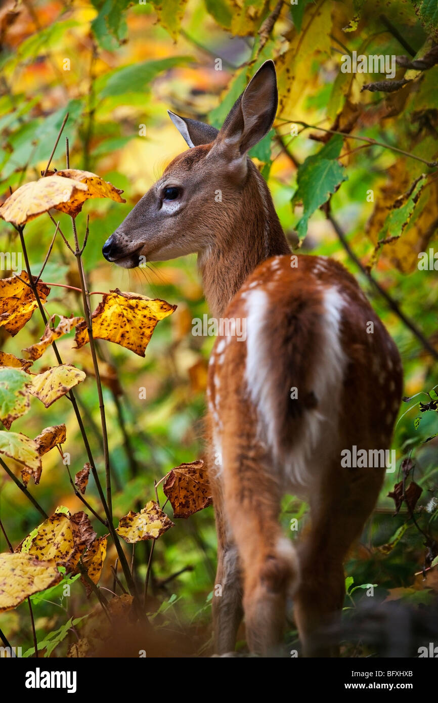 Une faon de Virginie (Odocoileus virginianus) aussi connu comme le cerf de Virginie ou le cerf au Québec, Canada Banque D'Images