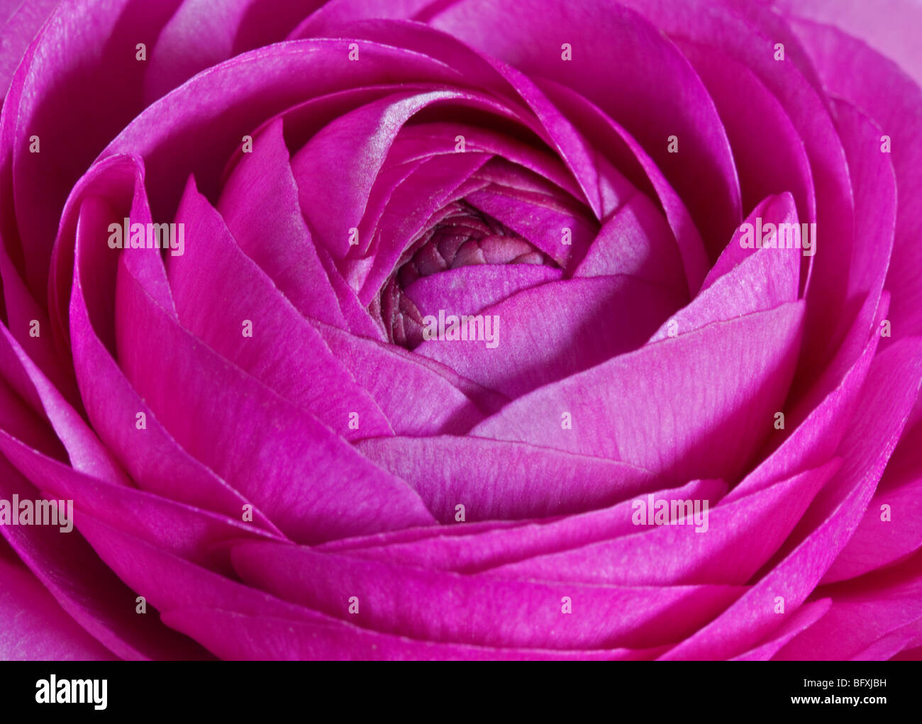 Renoncule rose (fleur) Turban Banque D'Images