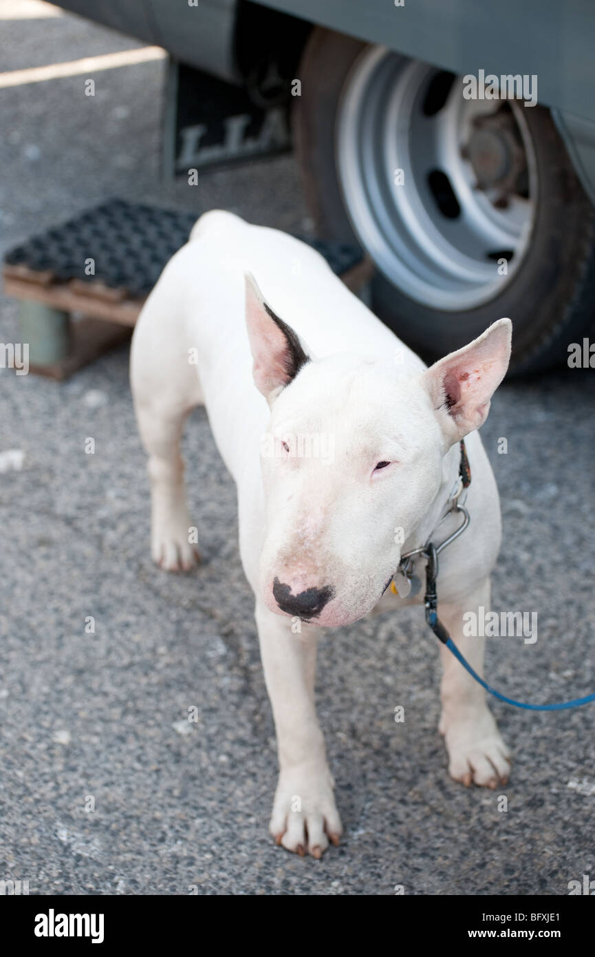 Bull Terrier Blanc comme un chien Banque D'Images