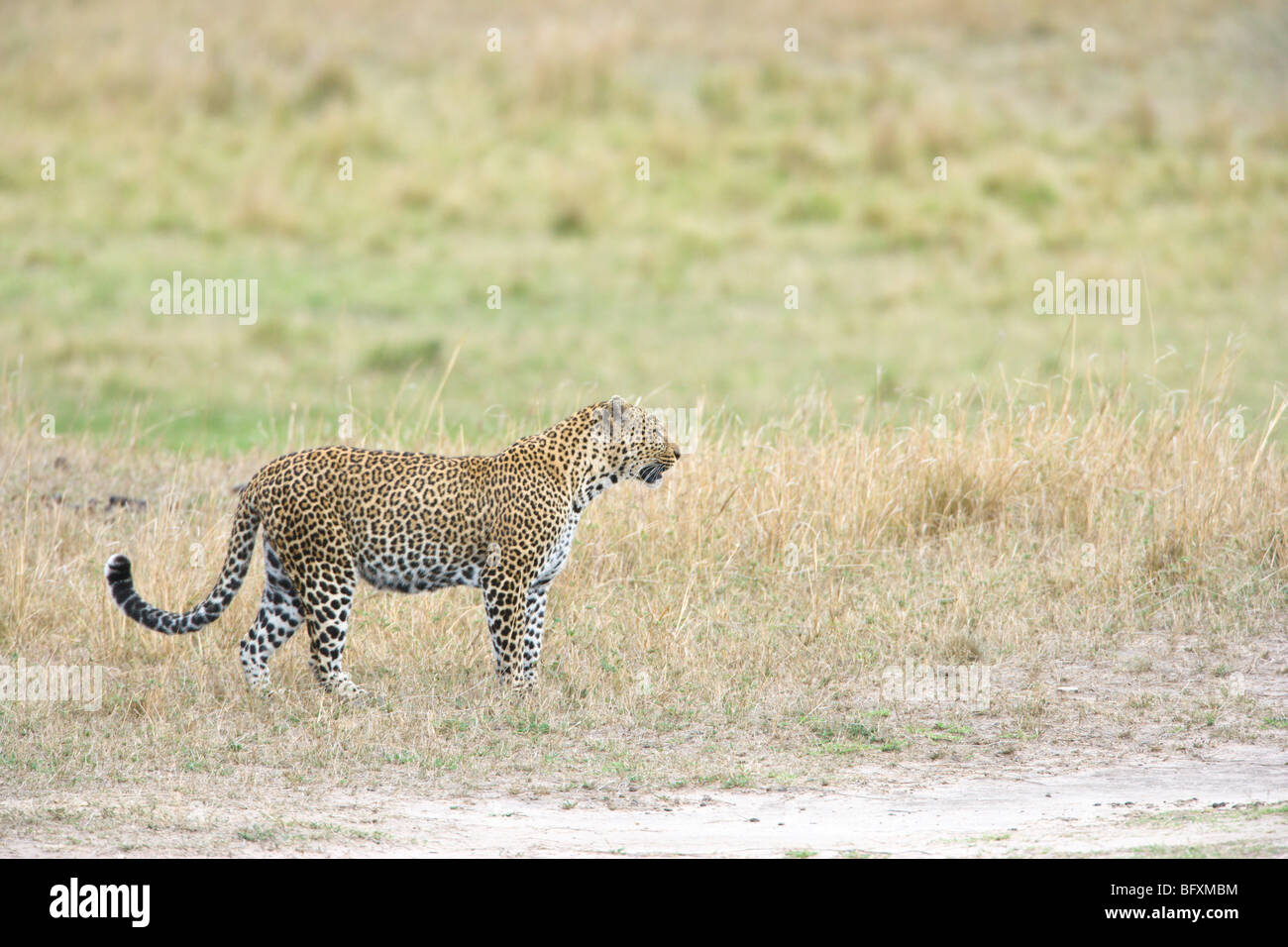 L'Afrique de l'homme Léopard, Panthera pardus, marche à pied. Le Masai Mara National Reserve, Kenya. Banque D'Images