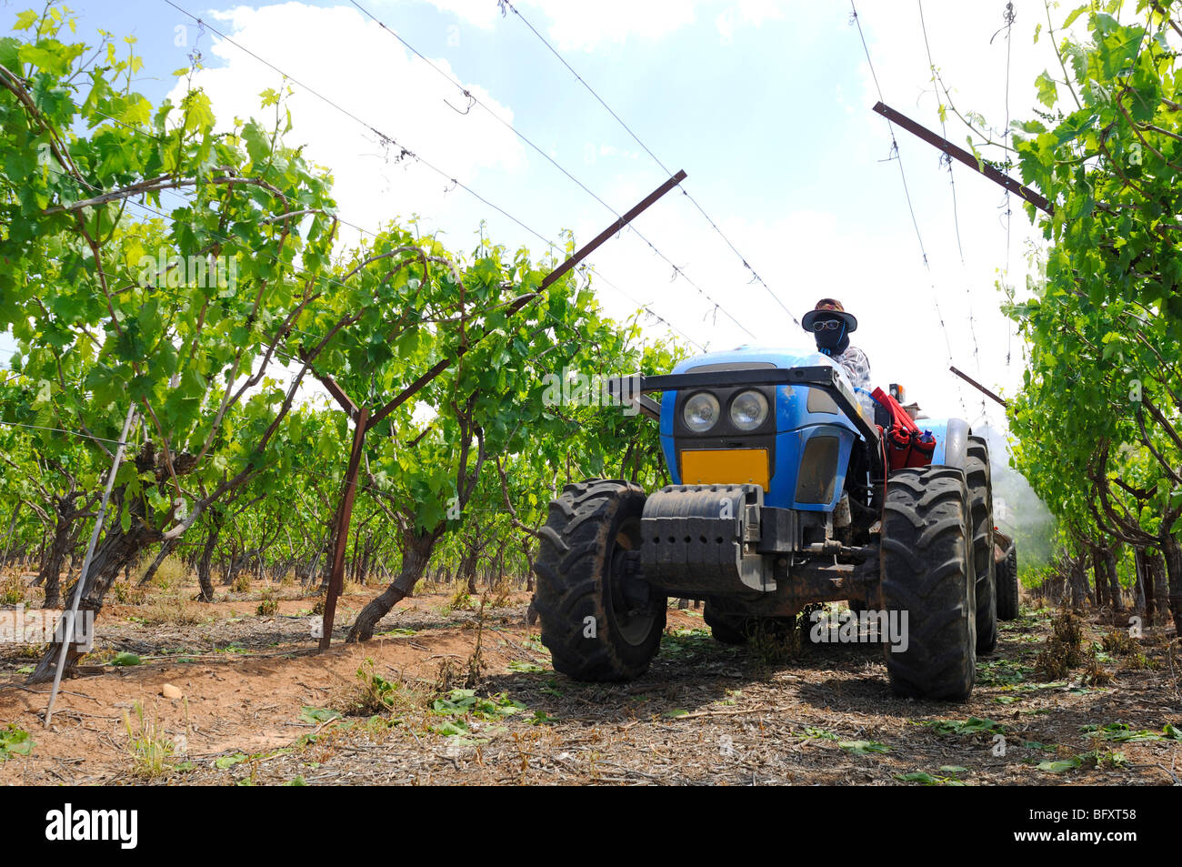 Israël, région du Néguev, Lakis, vignoble, un tracteur tire un réservoir de pesticide Banque D'Images