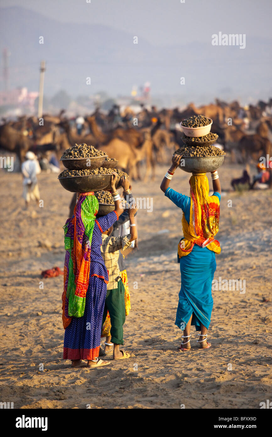 La bouse de chameau chameau du biocarburant à la foire de Pushkar Inde Banque D'Images